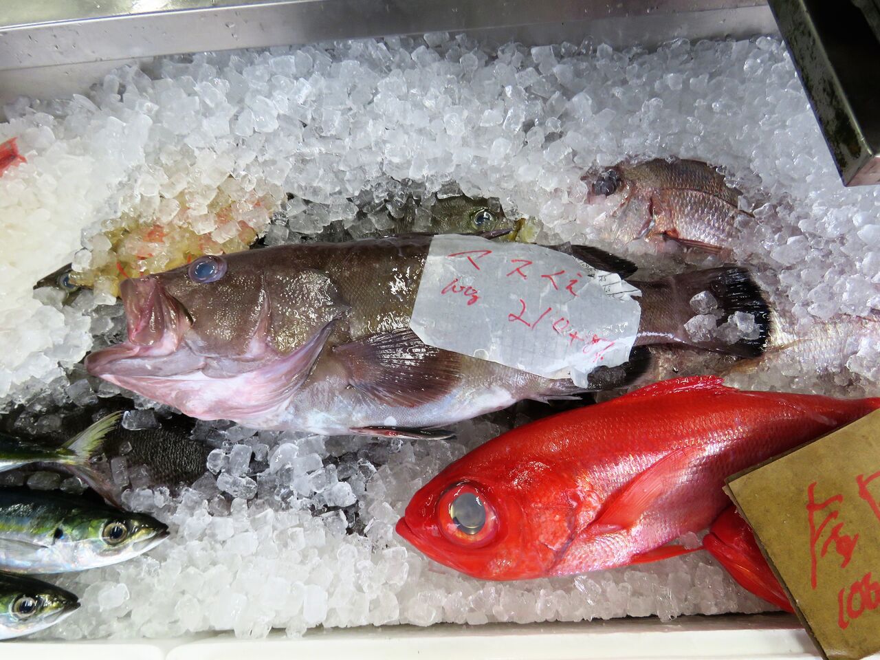 室戸で高級魚マハタを購入 土佐料理 旬の鰹がゆく