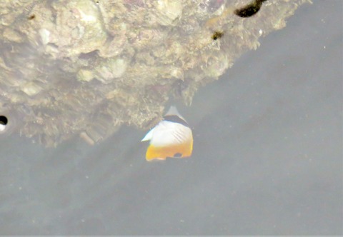 トゲチョウチョウウオの幼魚