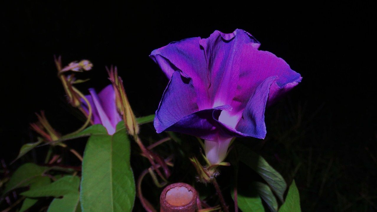 朝顔 土佐料理 旬の鰹がゆく