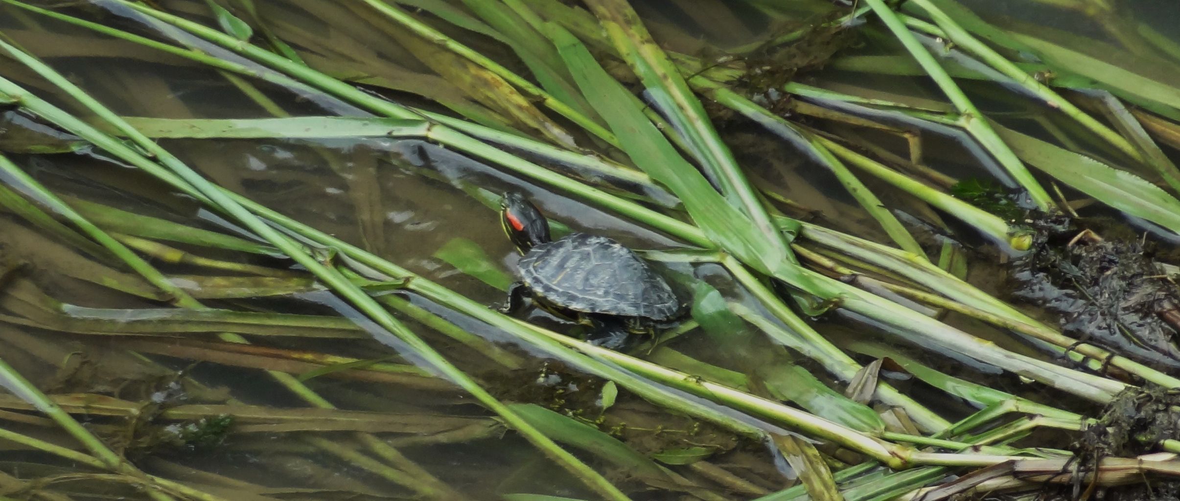 カメの棲む川 土佐料理 旬の鰹がゆく