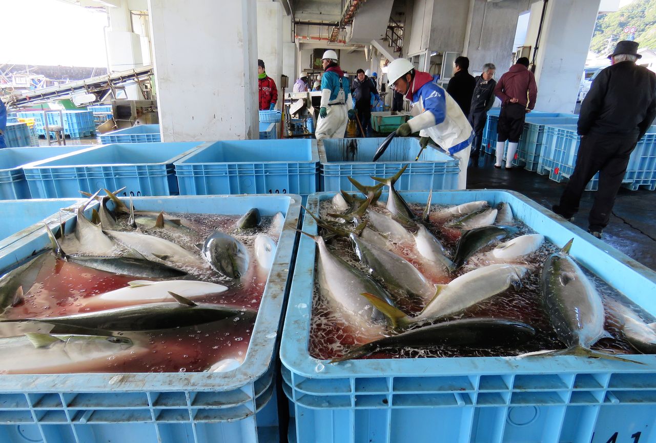 大敷網のブリ漁2017 土佐料理 旬の鰹がゆく 大敷網のブリ漁2017 土佐料理 旬の鰹がゆく