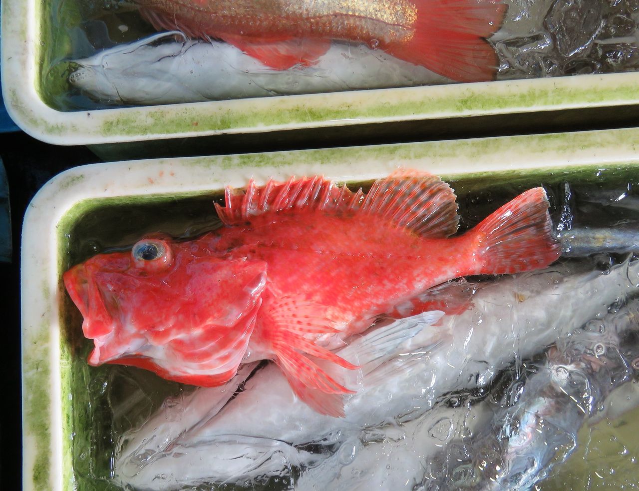 高知の食材 海産物 水産資源 土佐料理 旬の鰹がゆく