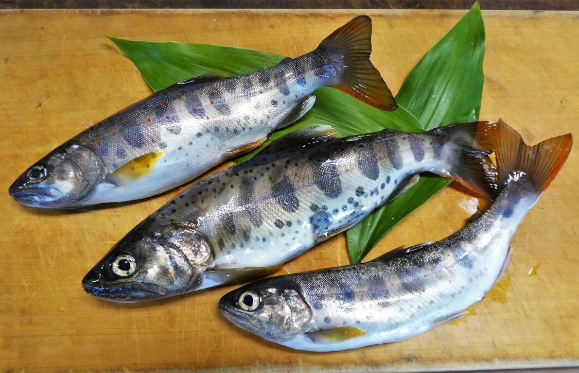 源流域で釣ったアマゴの家庭料理 土佐料理 旬の鰹がゆく