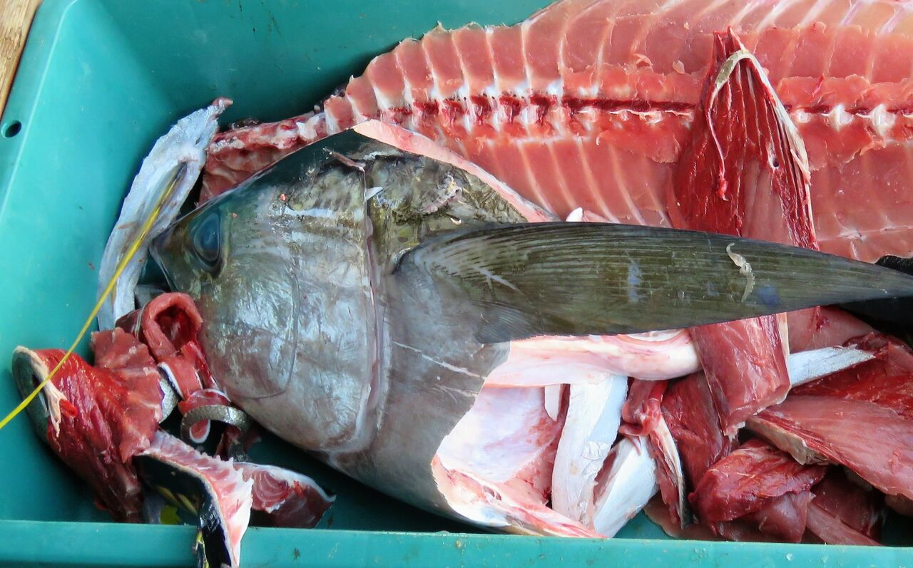 １２月の手結漁港水揚げ 土佐料理 旬の鰹がゆく