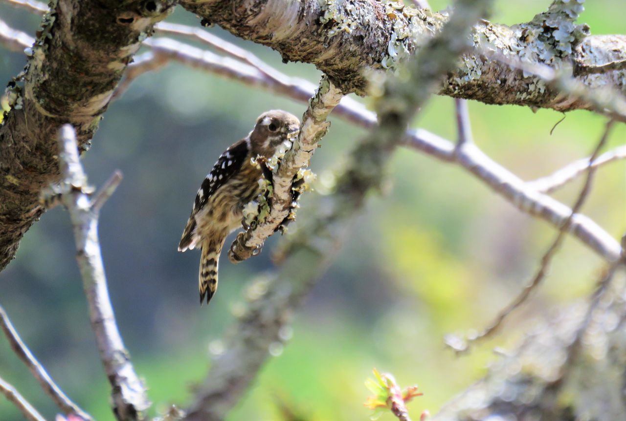 鳥類サクラ樹皮