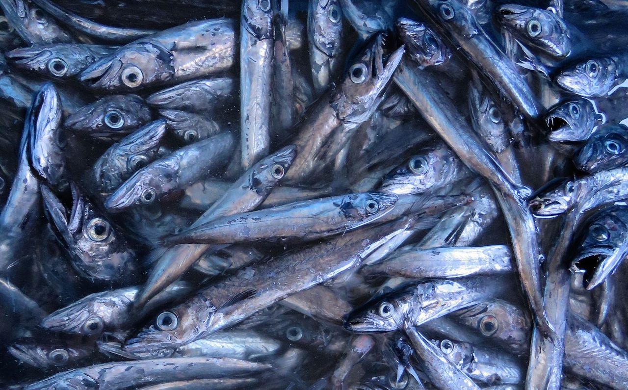 怪魚クロシビカマス 土佐料理 旬の鰹がゆく 怪魚クロシビカマス 土佐料理 旬の鰹がゆく