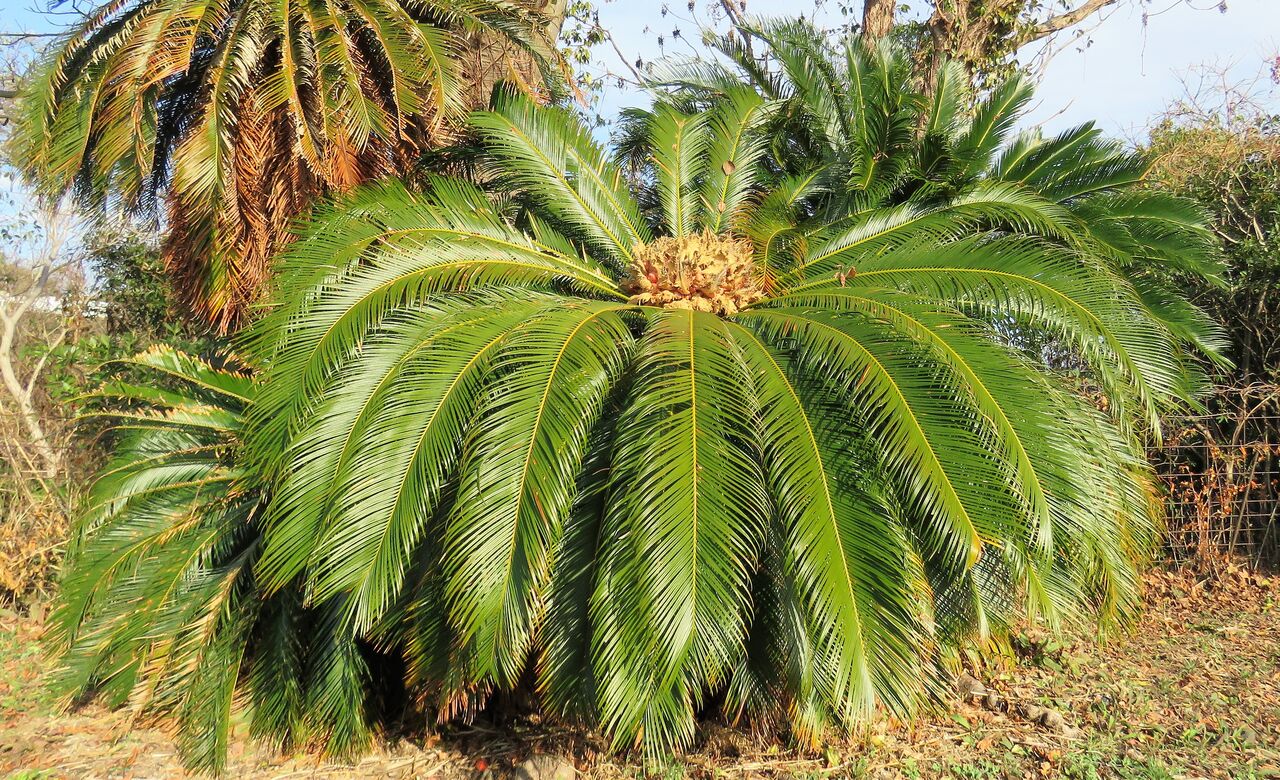 土佐料理 旬の鰹がゆく