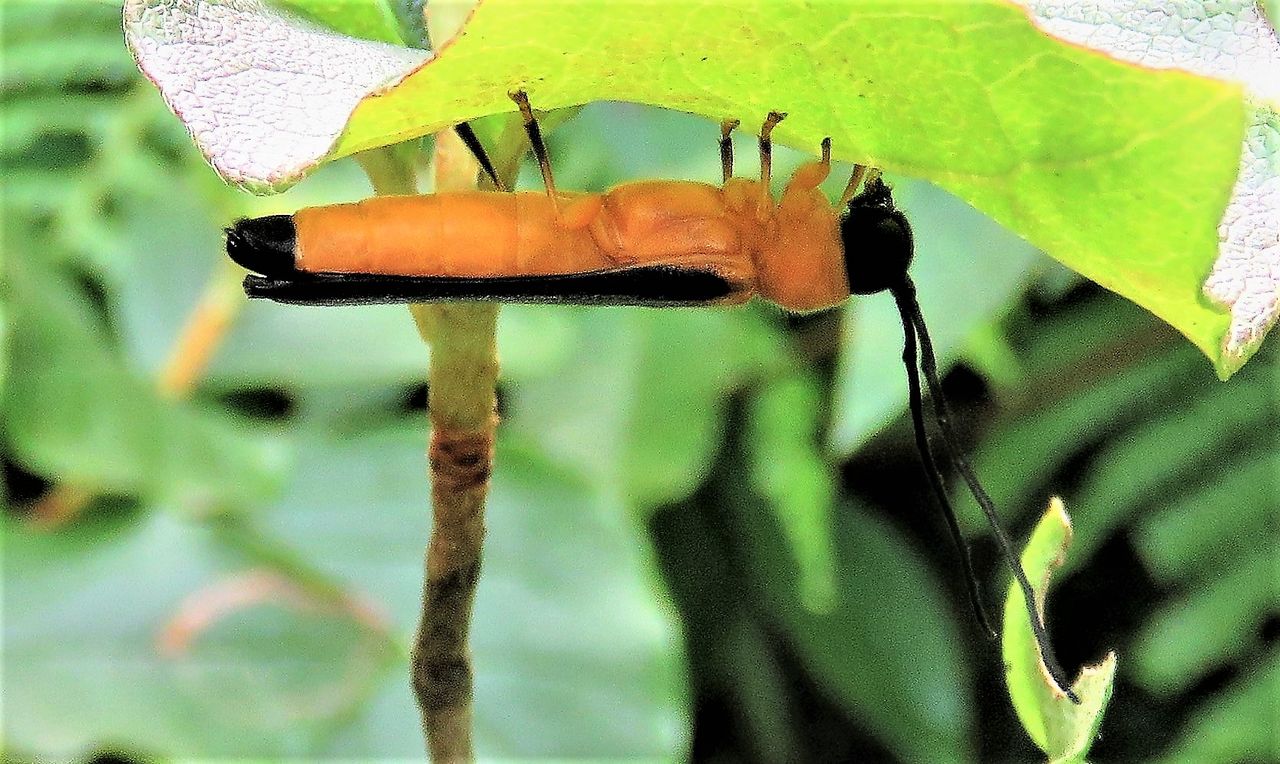 リンゴカミキリ 土佐料理 旬の鰹がゆく