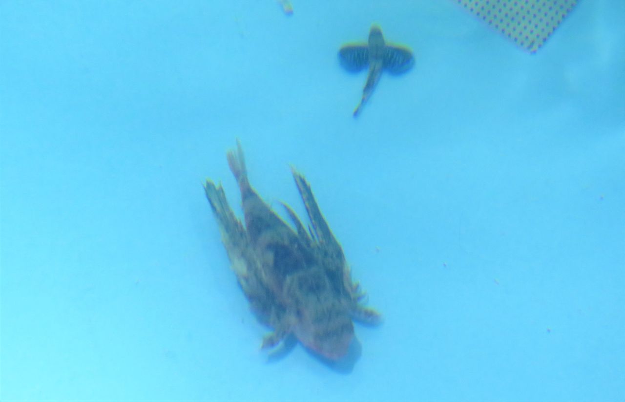 セミホウボウ科 土佐料理 旬の鰹がゆく