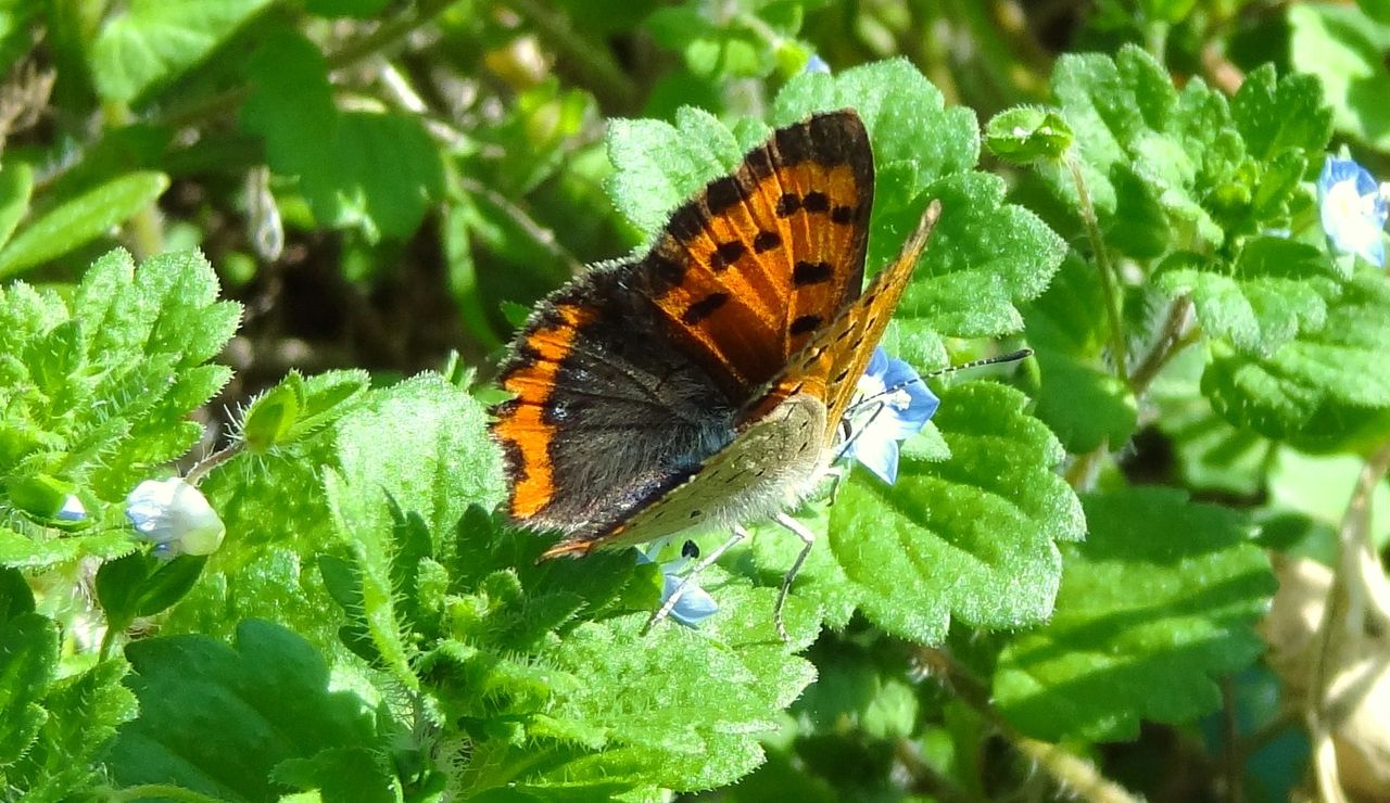ベニシジミ : 土佐料理 旬の鰹がゆく！