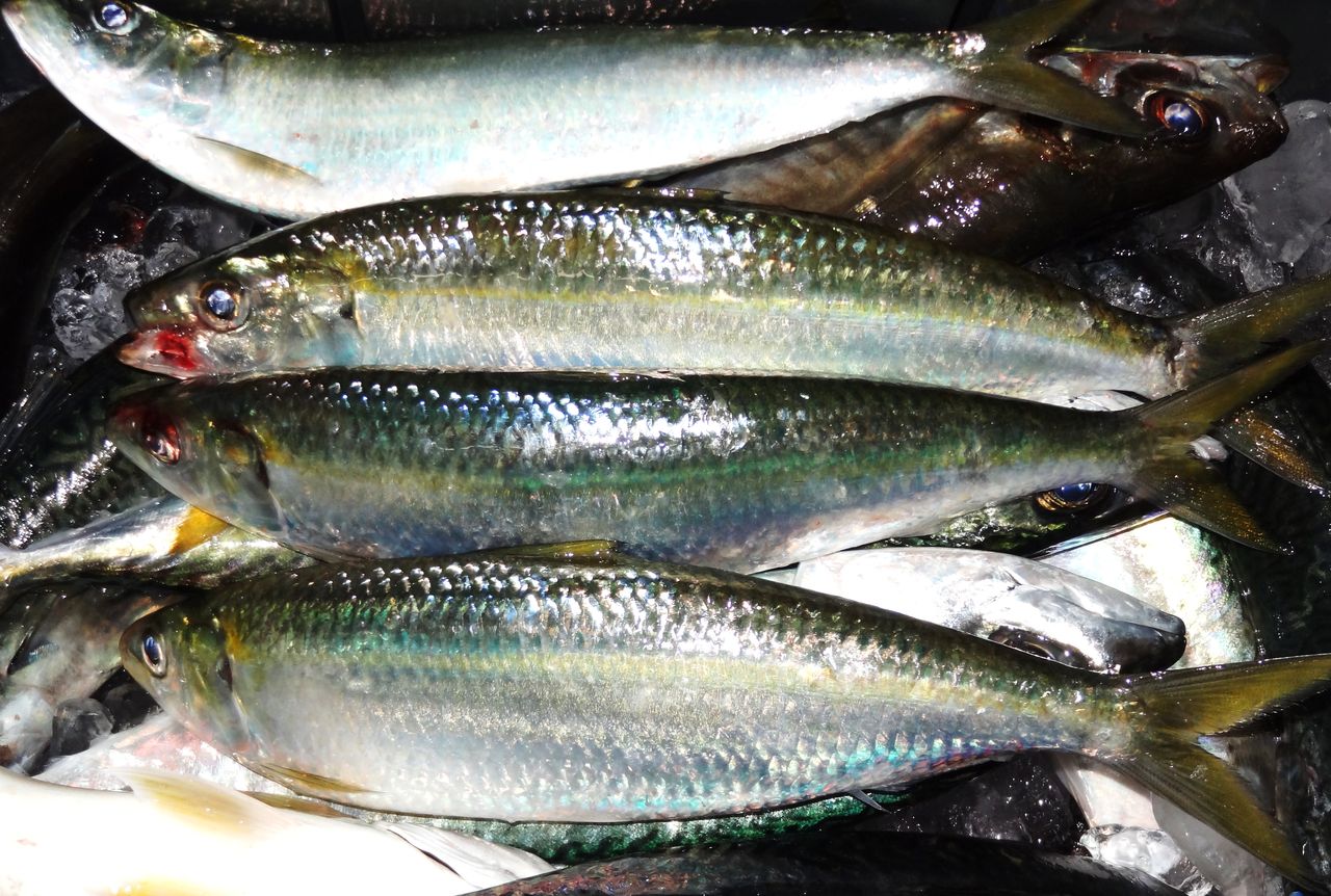 アジ釣り 土佐料理 旬の鰹がゆく アジ釣り 土佐料理 旬の鰹がゆく