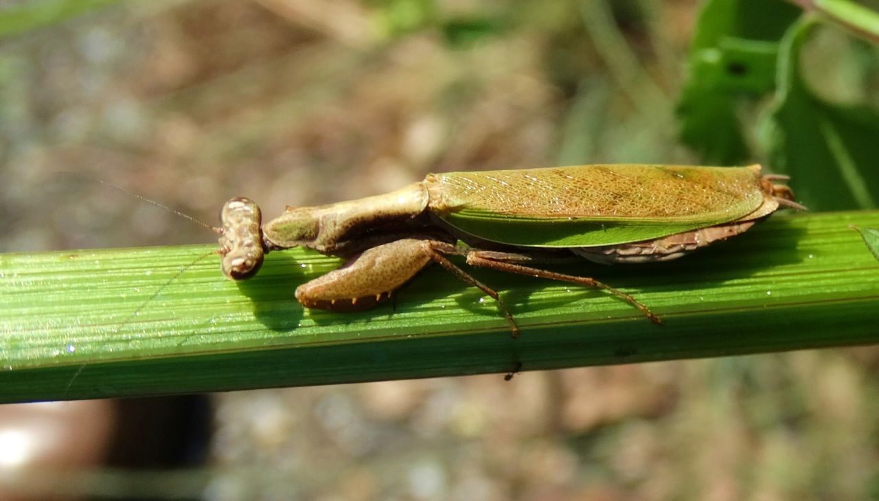 昆虫標本　ハンミョウ3種　ヒナカマキリ