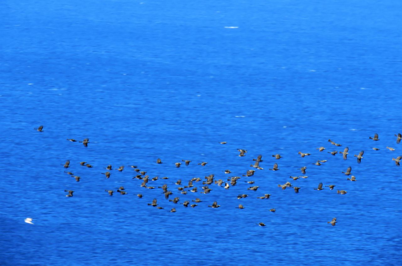 室戸で海を渡る鵯の大群を見た 土佐料理 旬の鰹がゆく 室戸で海を渡る鵯の大群を見た 土佐料理 旬の鰹がゆく