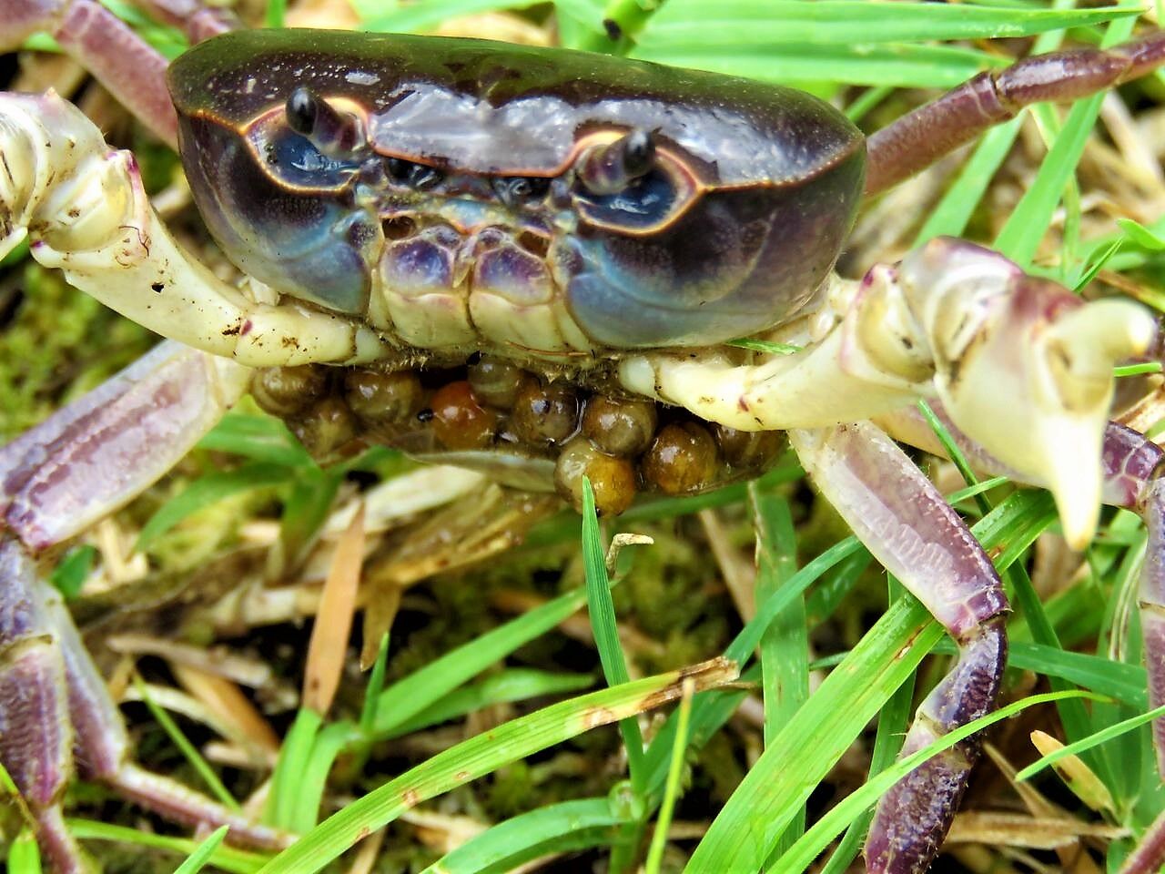 サワガニの七変化 土佐料理 旬の鰹がゆく