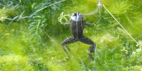 13年04月 土佐料理 旬の鰹がゆく