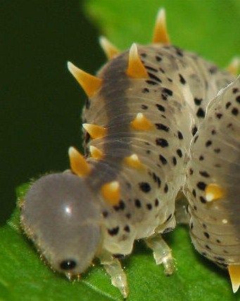 寄生蜂 土佐料理 旬の鰹がゆく