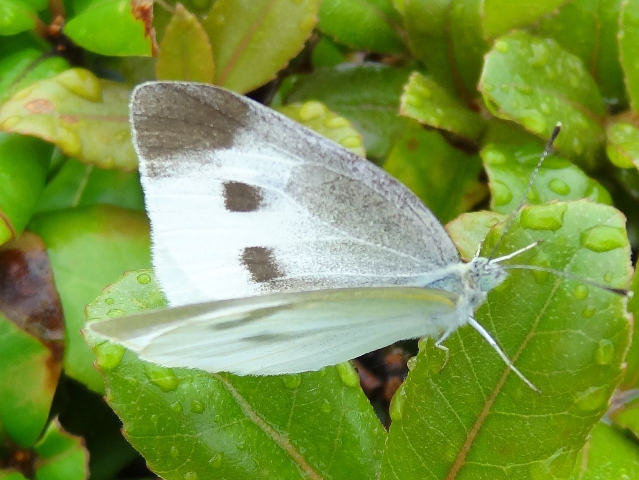 モンシロチョウ 土佐料理 旬の鰹がゆく