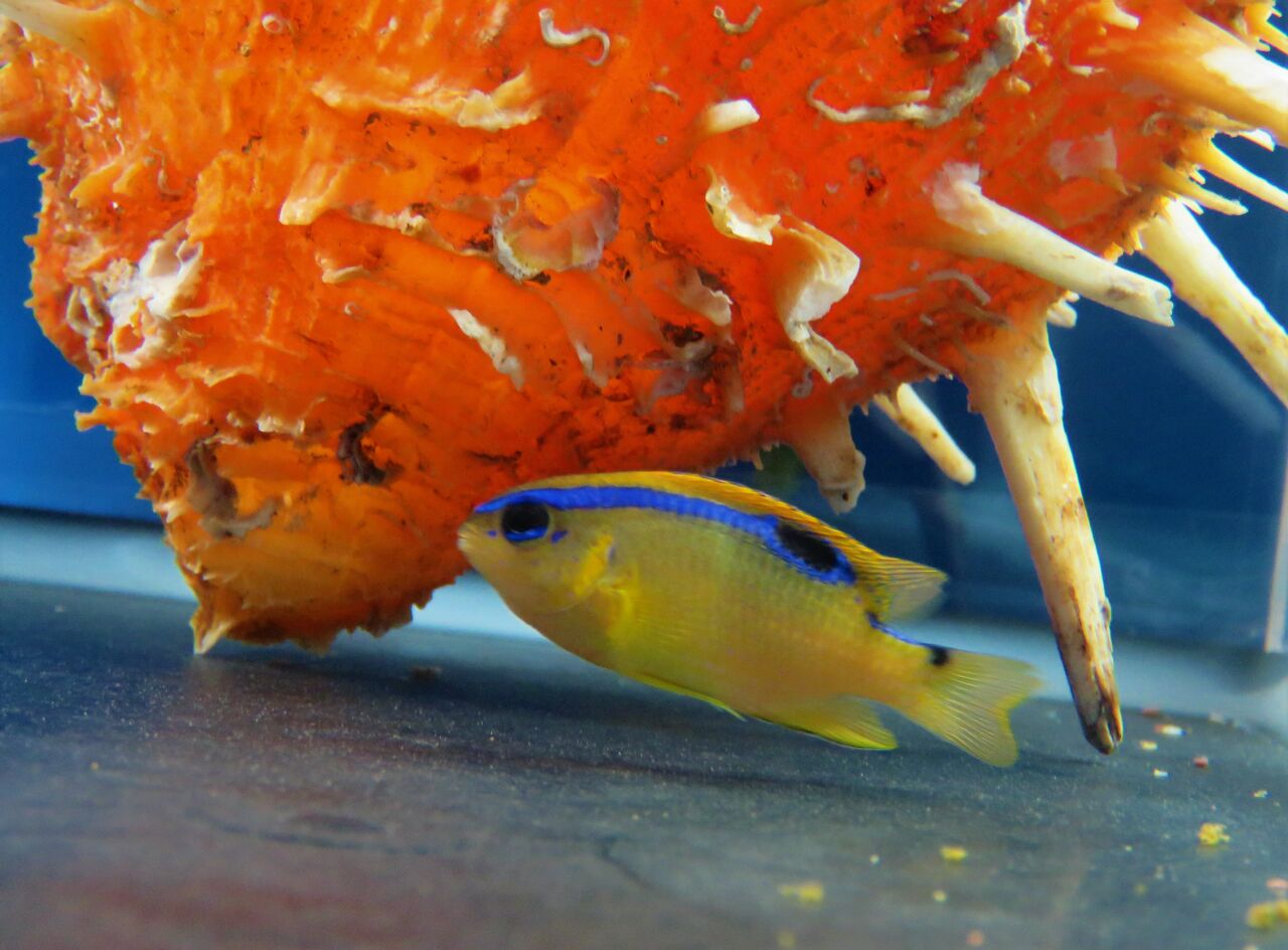 ミヤコキセンスズメダイとハクセンスズメダイ 土佐料理 旬の鰹がゆく