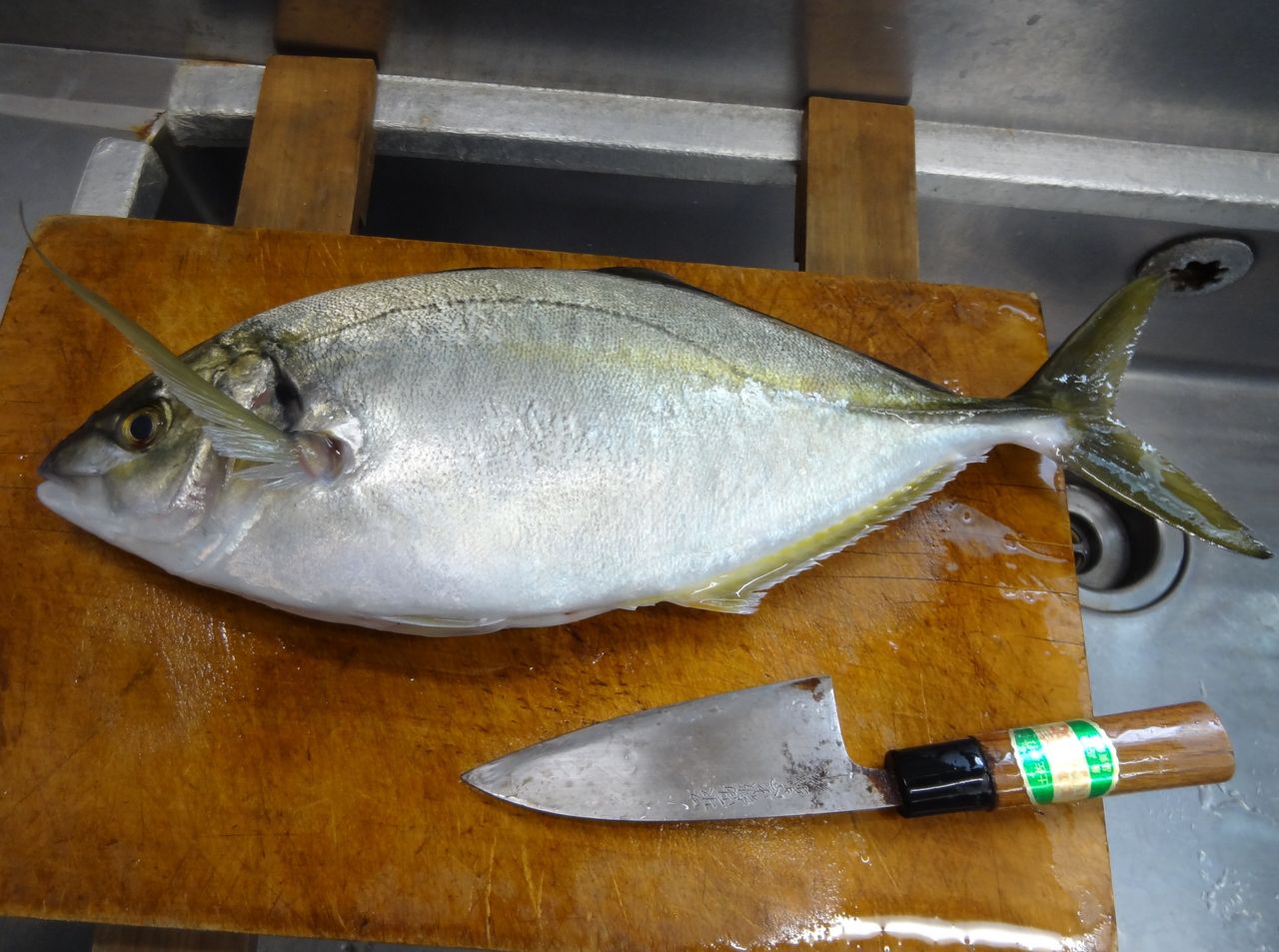 シマアジ 土佐料理 旬の鰹がゆく