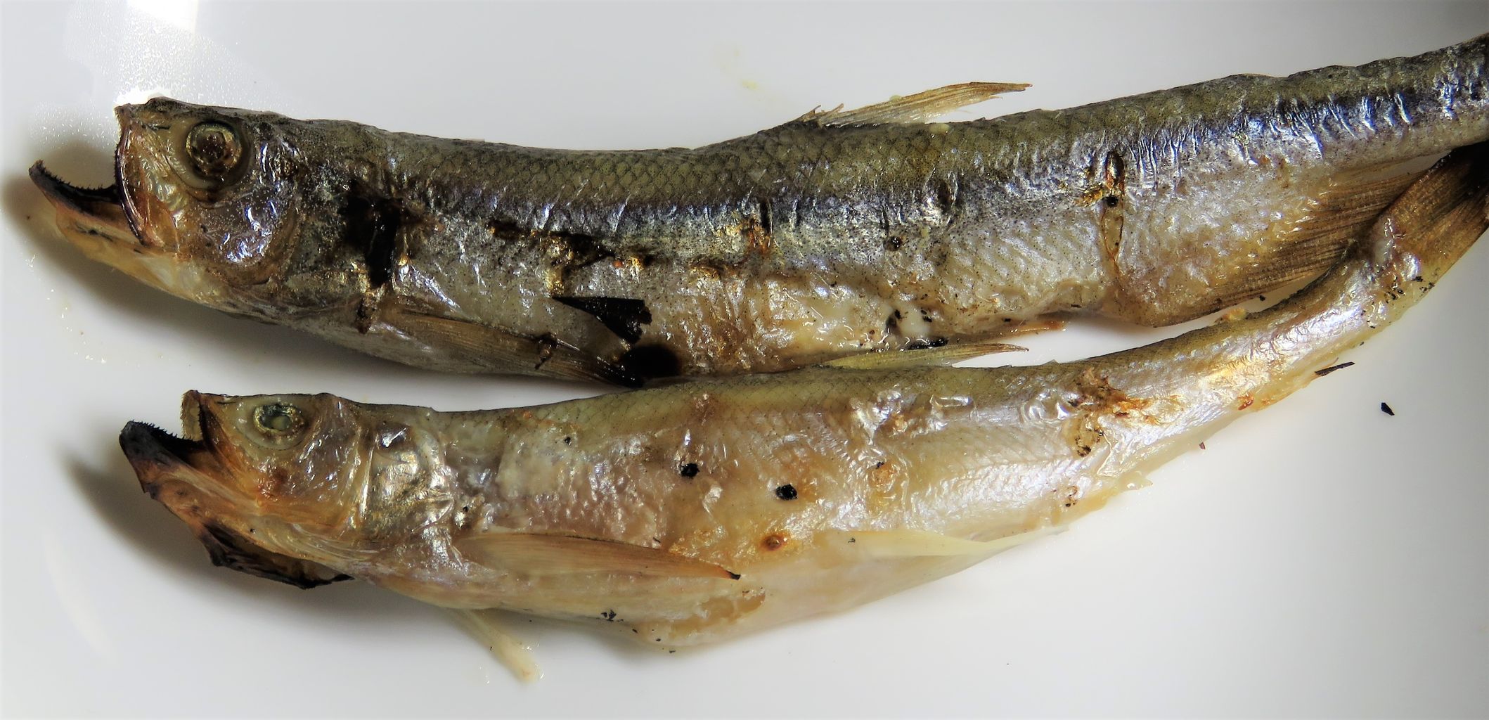 柳葉魚は北海道一部河川限定の遡河回遊魚 : 土佐料理 旬の鰹がゆく！