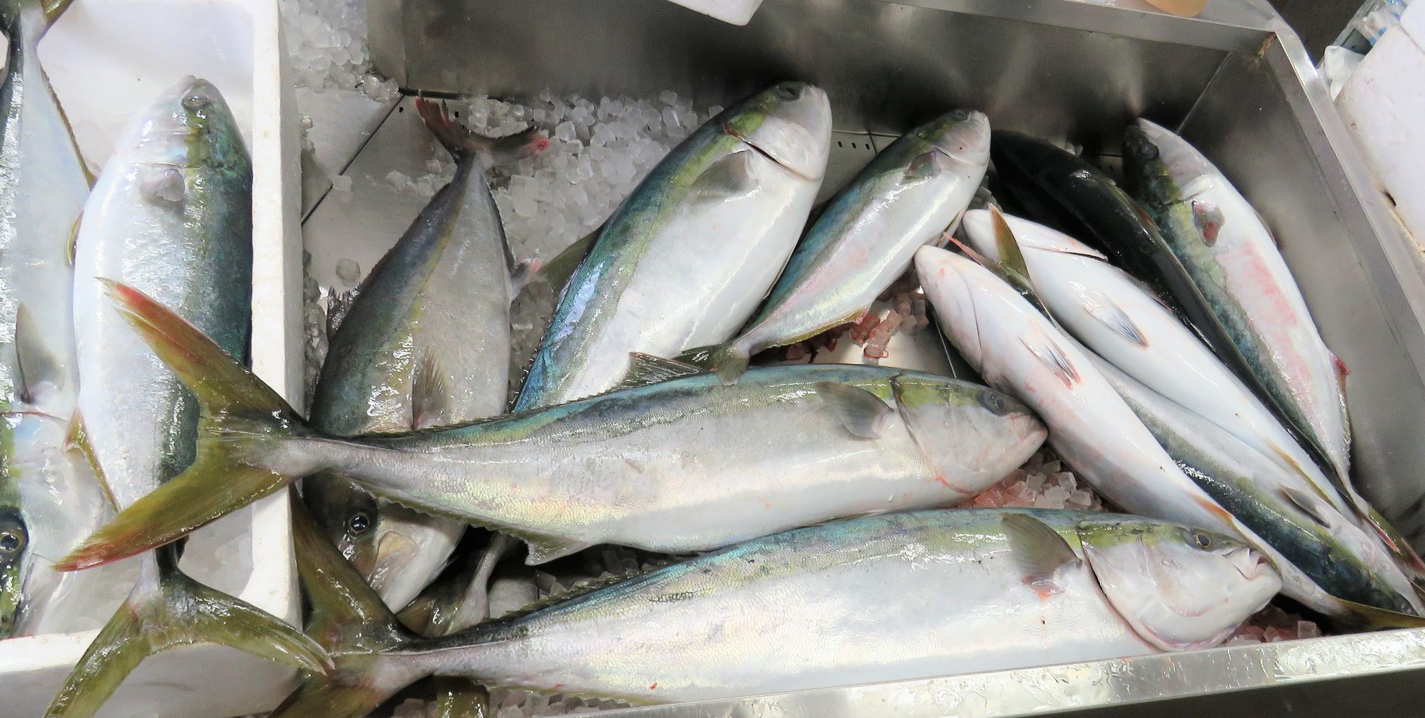 室津の漁港ではキンメダイが豊漁 土佐料理 旬の鰹がゆく