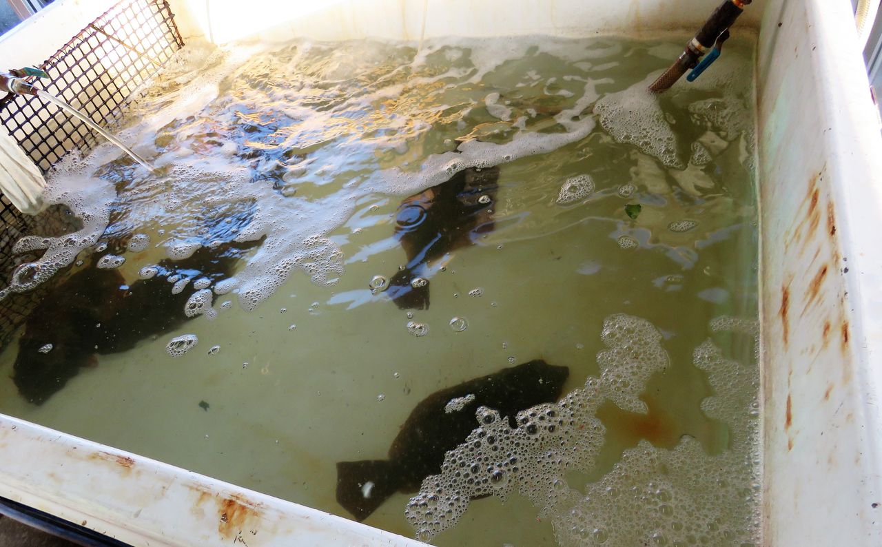 一年の締めを飾る天然色市場の活魚 土佐料理 旬の鰹がゆく 一年の締めを飾る天然色市場の活魚 土佐料理 旬の鰹がゆく