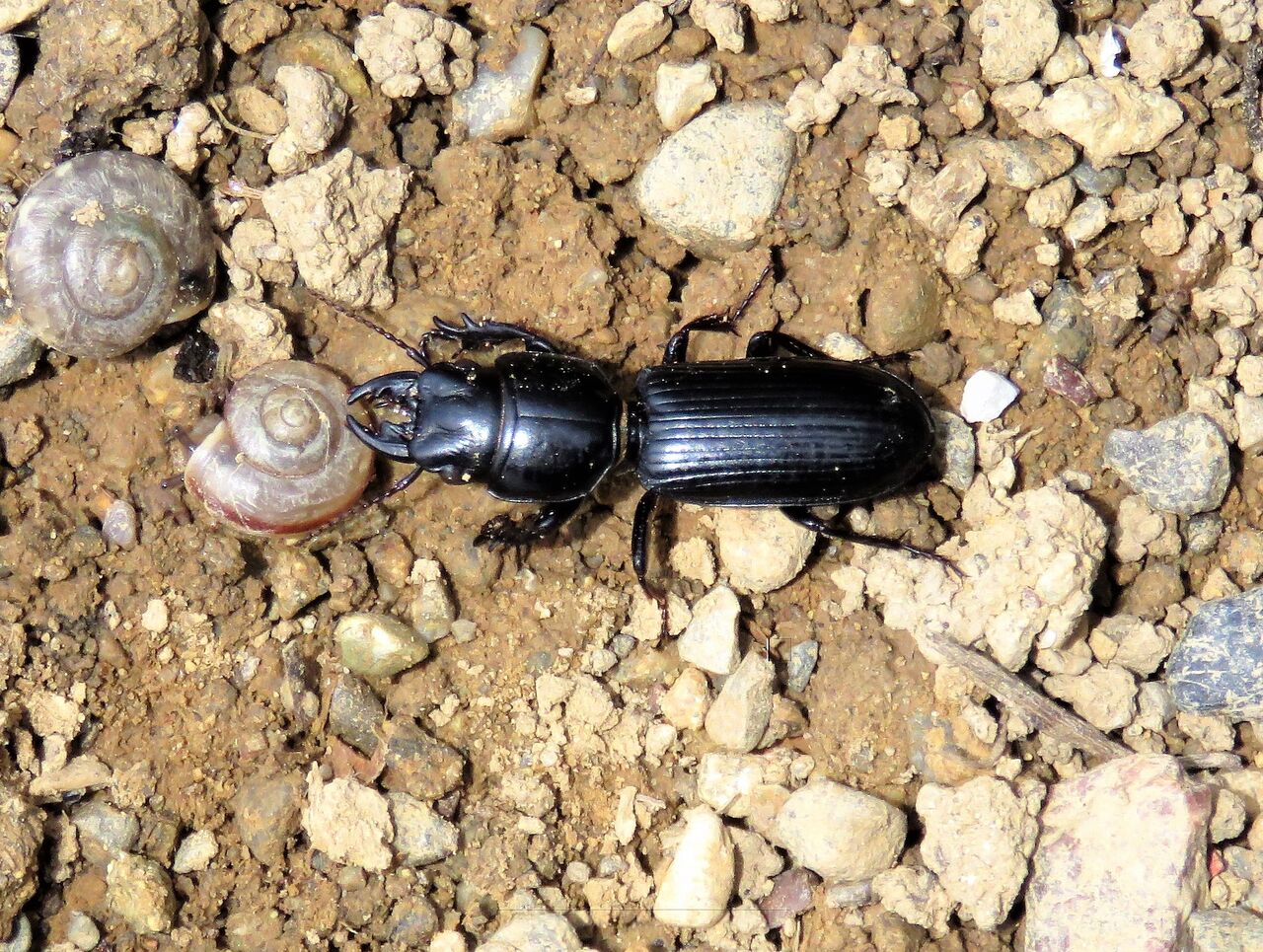 瓢箪塵虫ヒョウタンゴミムシ 土佐料理 旬の鰹がゆく 瓢箪塵虫ヒョウタンゴミムシ 土佐料理 旬の鰹がゆく