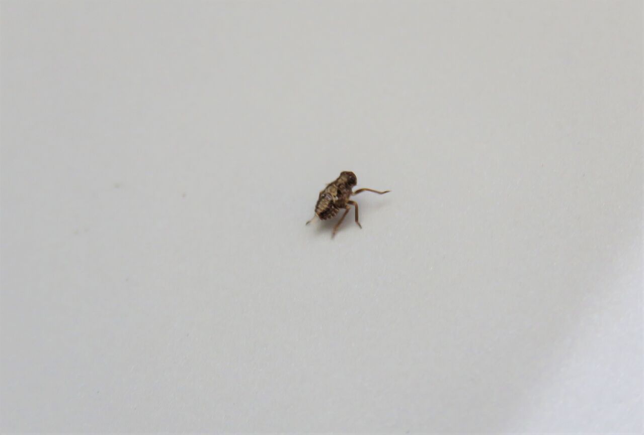 高知の自然 土佐料理 旬の鰹がゆく