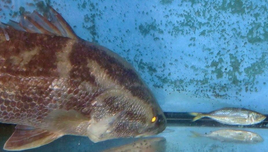 高知の食材 海産物 水産資源 土佐料理 旬の鰹がゆく