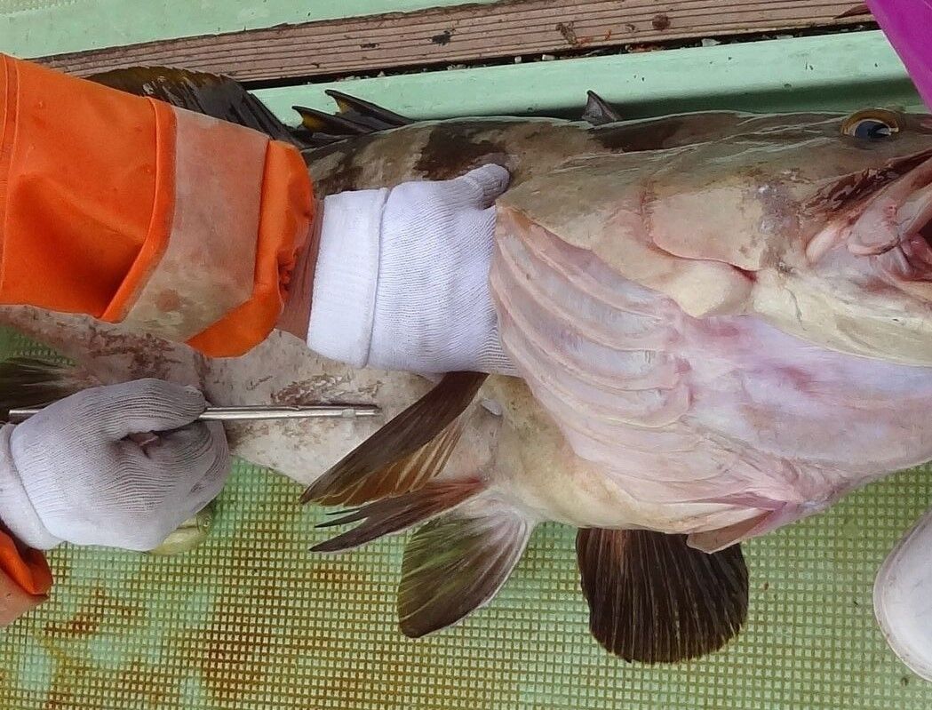 偽橄欖剥 トカジャー 土佐料理 旬の鰹がゆく 偽橄欖剥 トカジャー 土佐料理 旬の鰹がゆく