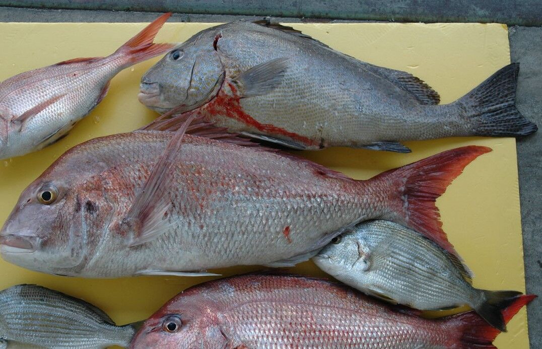 高知岩壁の夜釣り 土佐料理 旬の鰹がゆく 高知岩壁の夜釣り 土佐料理 旬の鰹がゆく