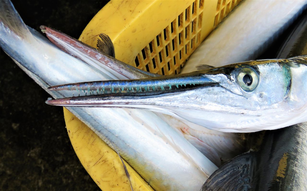 ダツ科の駄津 ダツ と沖鱵 オキザヨリ 土佐料理 旬の鰹がゆく