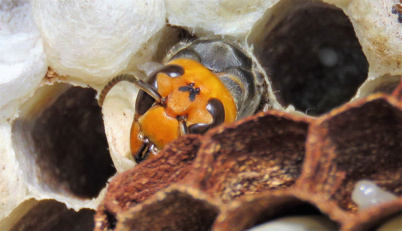 営巣から見たコガタスズメバチの生態 土佐料理 旬の鰹がゆく