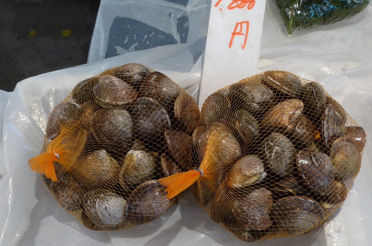 本美之主貝ホンビノスガイ 土佐料理 旬の鰹がゆく