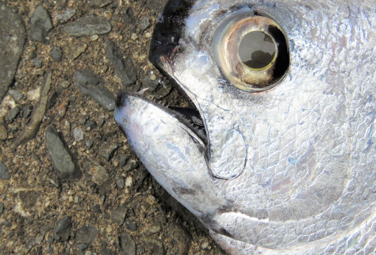 高知の珍魚 土佐料理 旬の鰹がゆく 高知の珍魚 土佐料理 旬の鰹がゆく