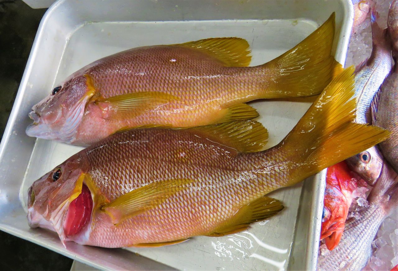 高知の食材 海産物 水産資源 土佐料理 旬の鰹がゆく 高知の食材 海産物 水産資源 土佐料理 旬の鰹がゆく