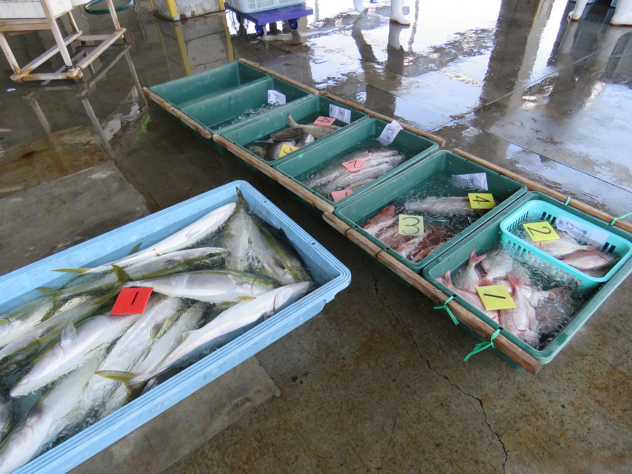 3月なのにシイラがいる手結 土佐料理 旬の鰹がゆく