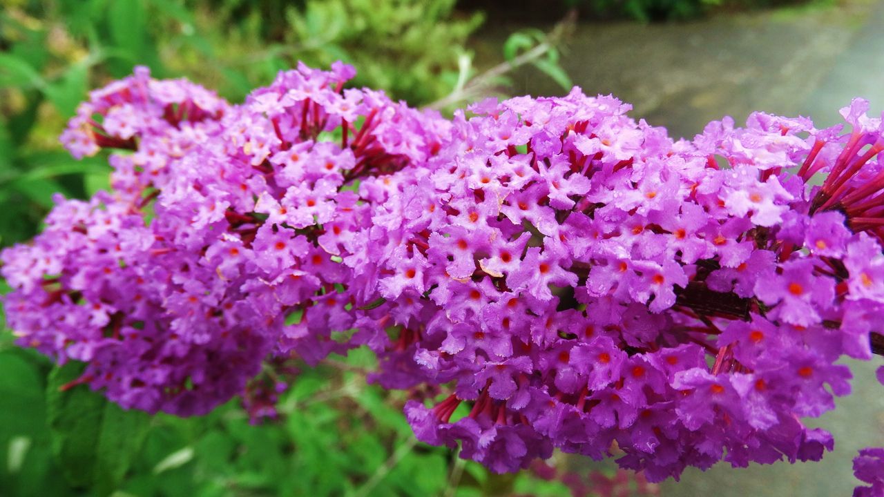 フジウツギ 土佐料理 旬の鰹がゆく