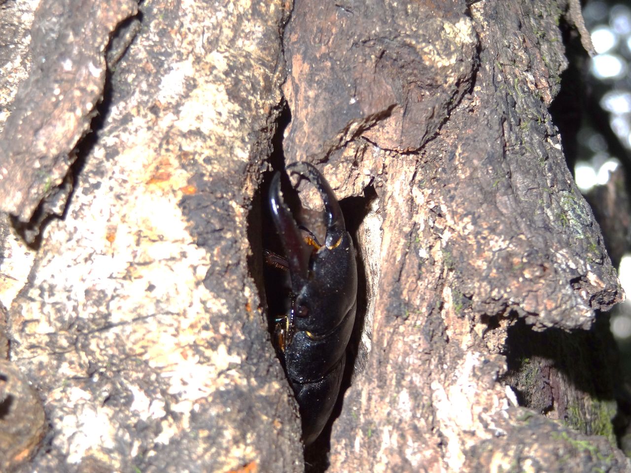 ヒラタクワガタのいる場所 土佐料理 旬の鰹がゆく