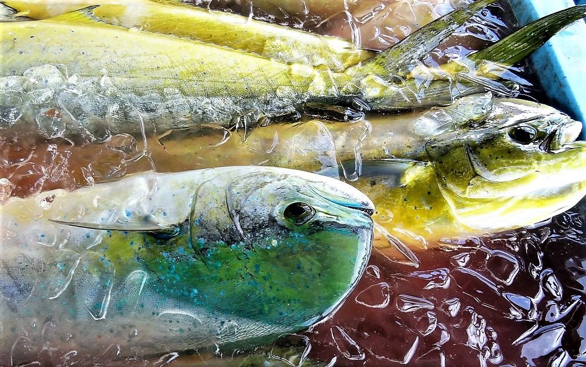 輝く色彩 魚類編 土佐料理 旬の鰹がゆく