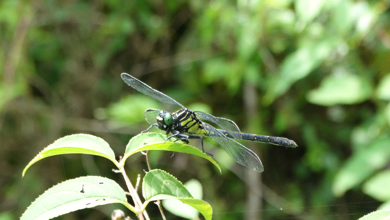 初夏のサナエトンボたち 土佐料理 旬の鰹がゆく