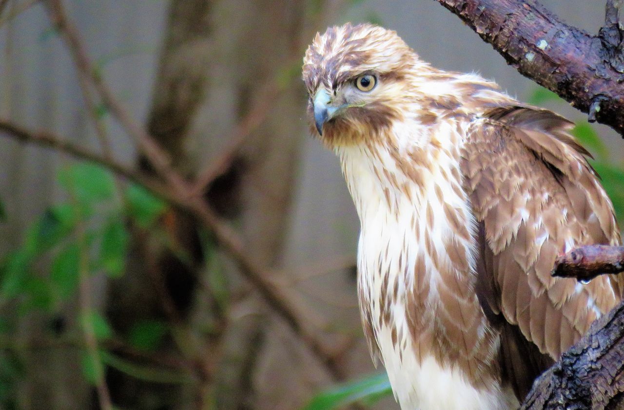 ノスリ成鳥と幼鳥 土佐料理 旬の鰹がゆく ノスリ成鳥と幼鳥 土佐料理 旬の鰹がゆく