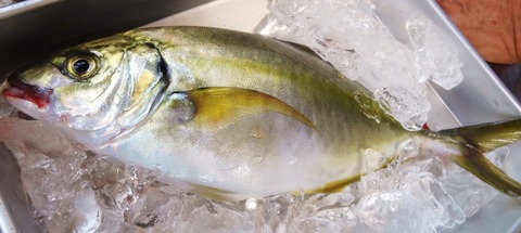 シマアジ