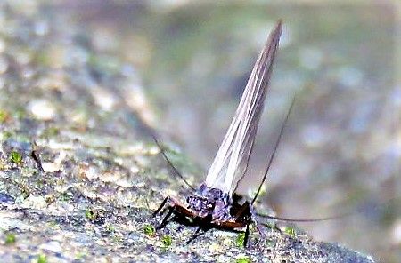 カゲロウ目の亜成虫 土佐料理 旬の鰹がゆく