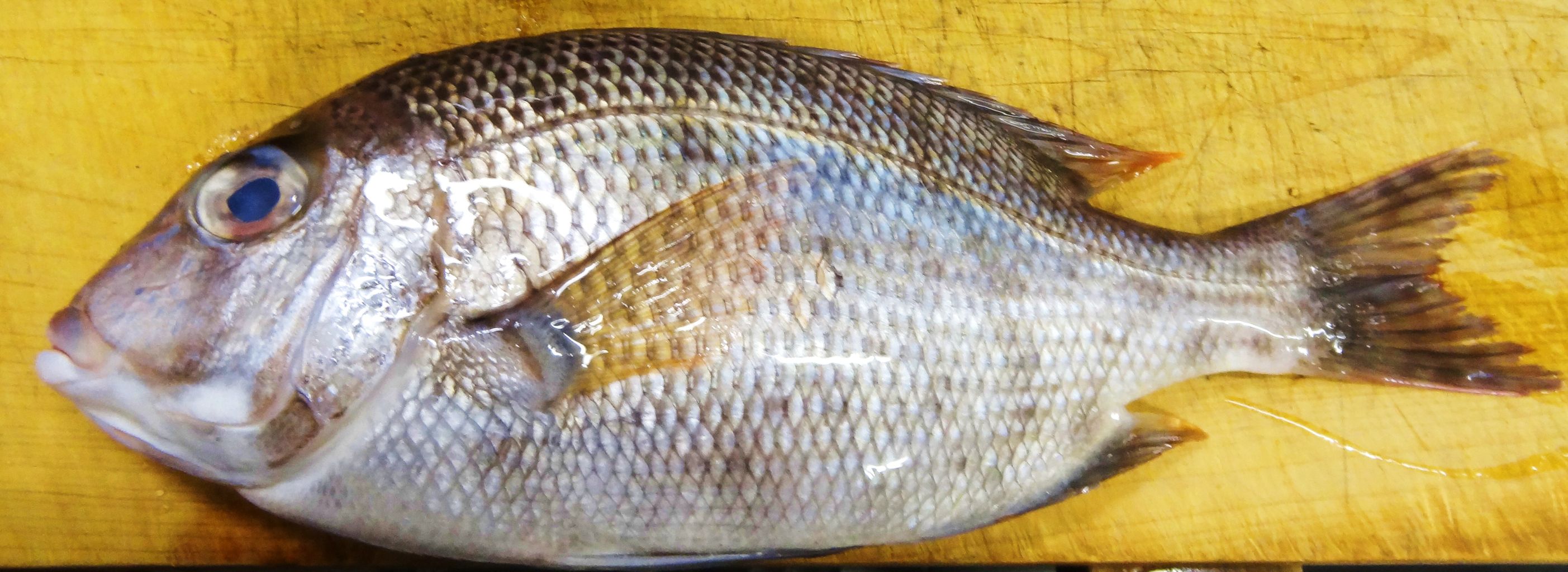 紋須萬 モンズマ 土佐料理 旬の鰹がゆく