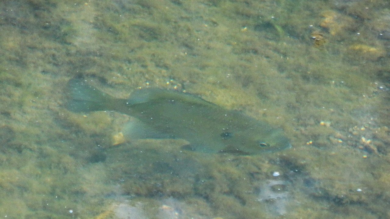 石土池の外来魚 土佐料理 旬の鰹がゆく
