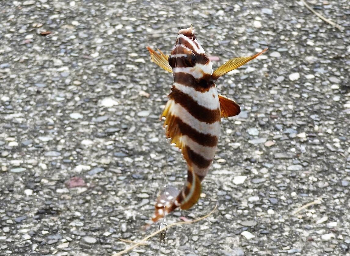 春磯で見られるタカノハダイの変身 土佐料理 旬の鰹がゆく 春磯で見られるタカノハダイの変身 土佐料理 旬の鰹がゆく