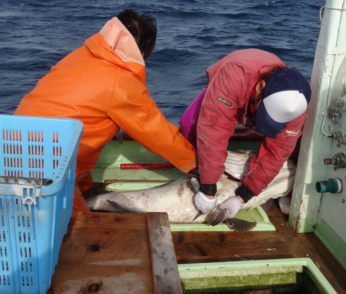 高知の巨大魚釣り 土佐料理 旬の鰹がゆく