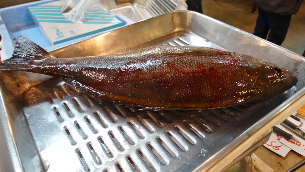 夏イサキを刺身でいただく 土佐料理 旬の鰹がゆく