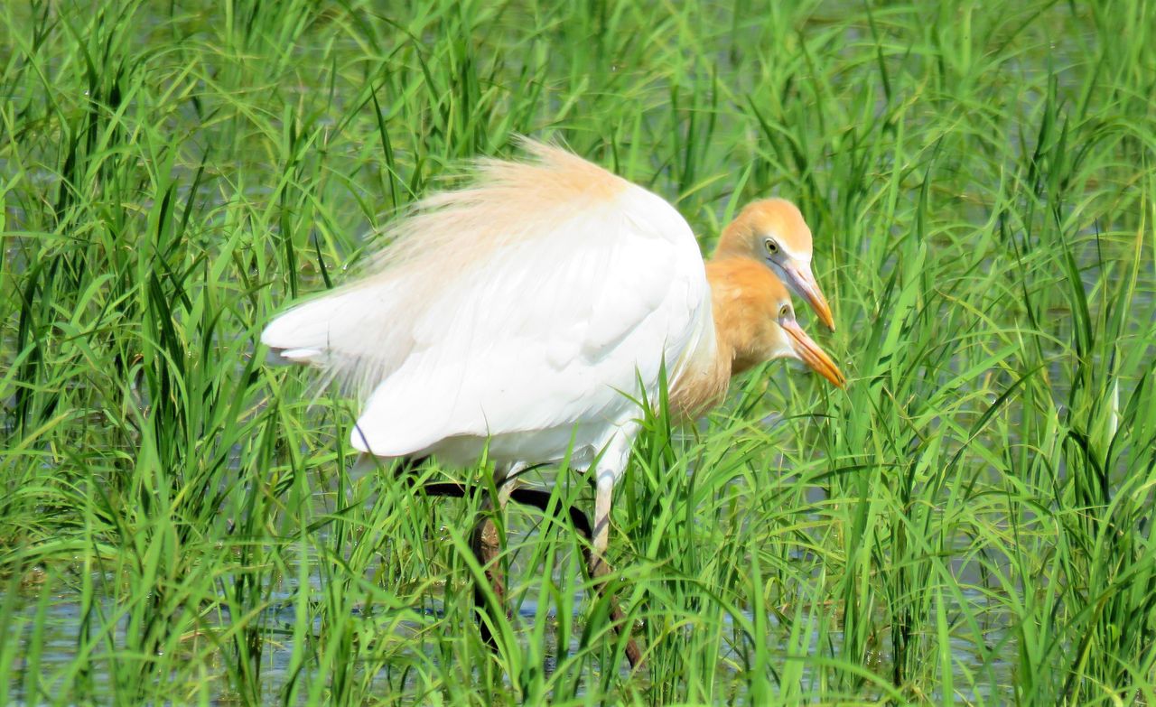 アマサギとクロサギ 土佐料理 旬の鰹がゆく